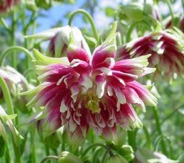 Aquilegia Nora Barlow