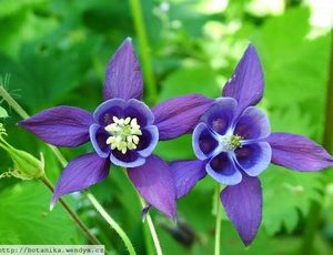 Aquilegia vulgaris2