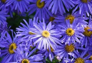 Aster frikartii Monch