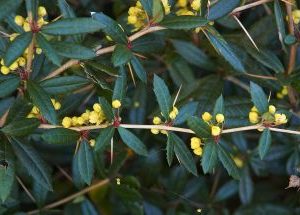 Berberis Julianea