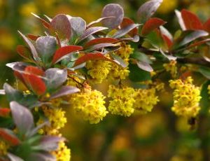 Berberis Thunderbergii