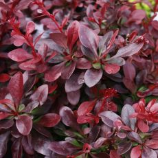 Berberis Thunderbergii Atropurpurea