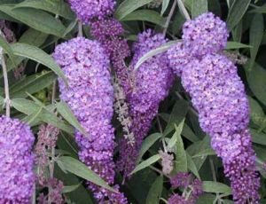 Buddleja Davidii Lochinch