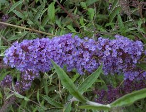 Buddleja Davidii Nanho Blue