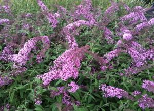 Buddleja Davidii Pink Delight