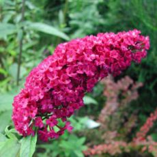 Buddleja Davidii Royal Red