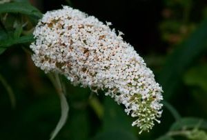 Buddleja Davidii White Ball