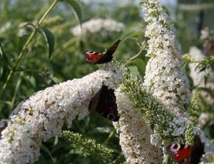 Buddleja Davidii White bouquet2