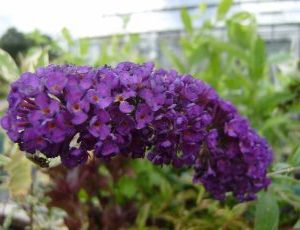 Buddleja-davidii-blacknighdt001