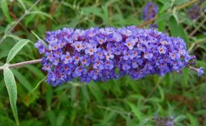 Buddleja-davidii-blue002