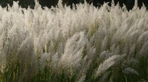 Calamagrostis brachytricha