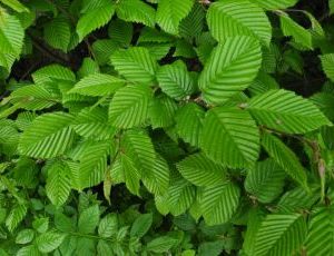 Carpinus Betulus