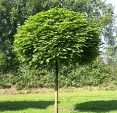 Catalpa bignonioides Nana 1