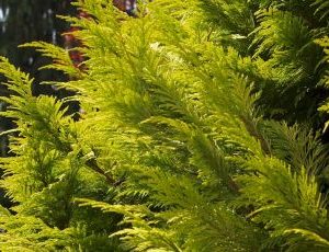 Chameacyparis Lawsoniana Yvonne