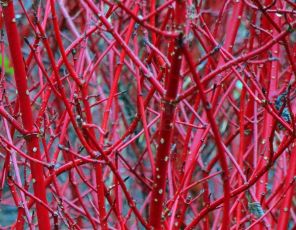 Cornus Alba Sibirica