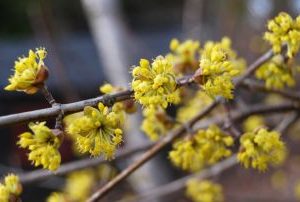 Cornus Mas3