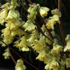 Corylopsis Pauciflora3