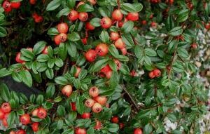 Cotoneaster Coral Beauty