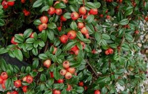 Cotoneaster Coral Beauty