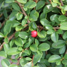 Cotoneaster Radicans Eichholz