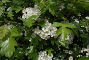 Crataegus Monogyna