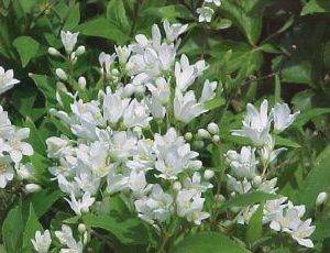 Deutzia Gracillis Nikko