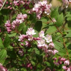 Deutzia Kalmiflora