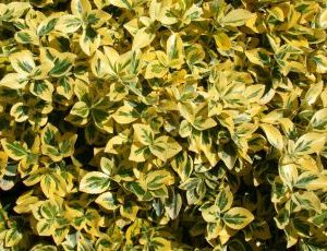 Euonymus Fortunei Emerald n Gold