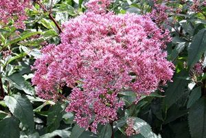 Eupatorium maculatum Atropurpureum3