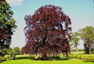 Fagus sylvatica Atropurpurea main