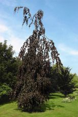 Fagus sylvatica Black Swan 3