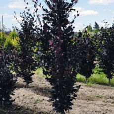 Fagus sylvatica Dawijck Purple 1