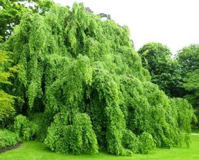 Fagus sylvatica Pendula 2