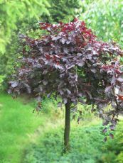 Fagus sylvatica purpurea pendula 3