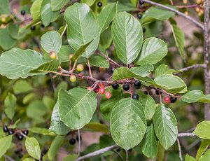 Frangula alnus