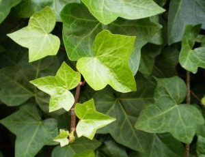 Hedera Helix