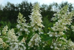 Hydrangea Paniculata Kyushu