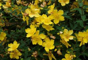 Hypericum Hidcote