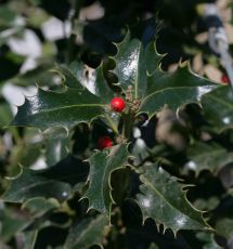 Ilex aquifolium Alaska