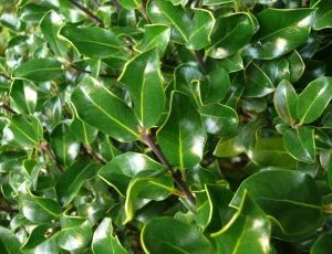 Ilex aquifolium J.C. Van Tol