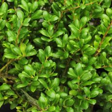 Ilex crenata Convexa