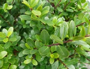 Ilex crenata green hedge2