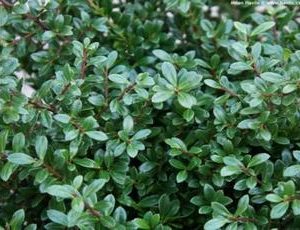 Ilex crenata stokes2