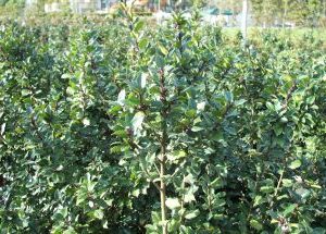 Ilex meserveae Bleu Prince