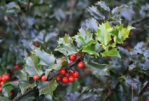 Ilex meserveae Bleu Princess