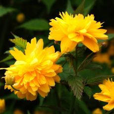 Kerria Japonica Plenifora