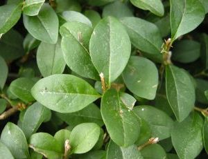 Ligustrum Ovalifolium