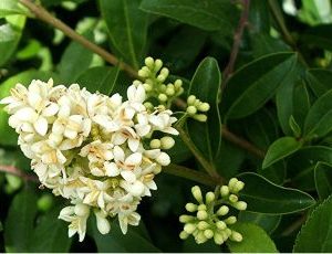 Ligustrum Vulgare