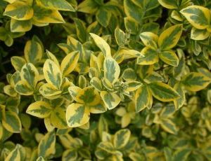 Ligustrum Vulgare Aureum