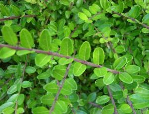 Lonicera Elegant